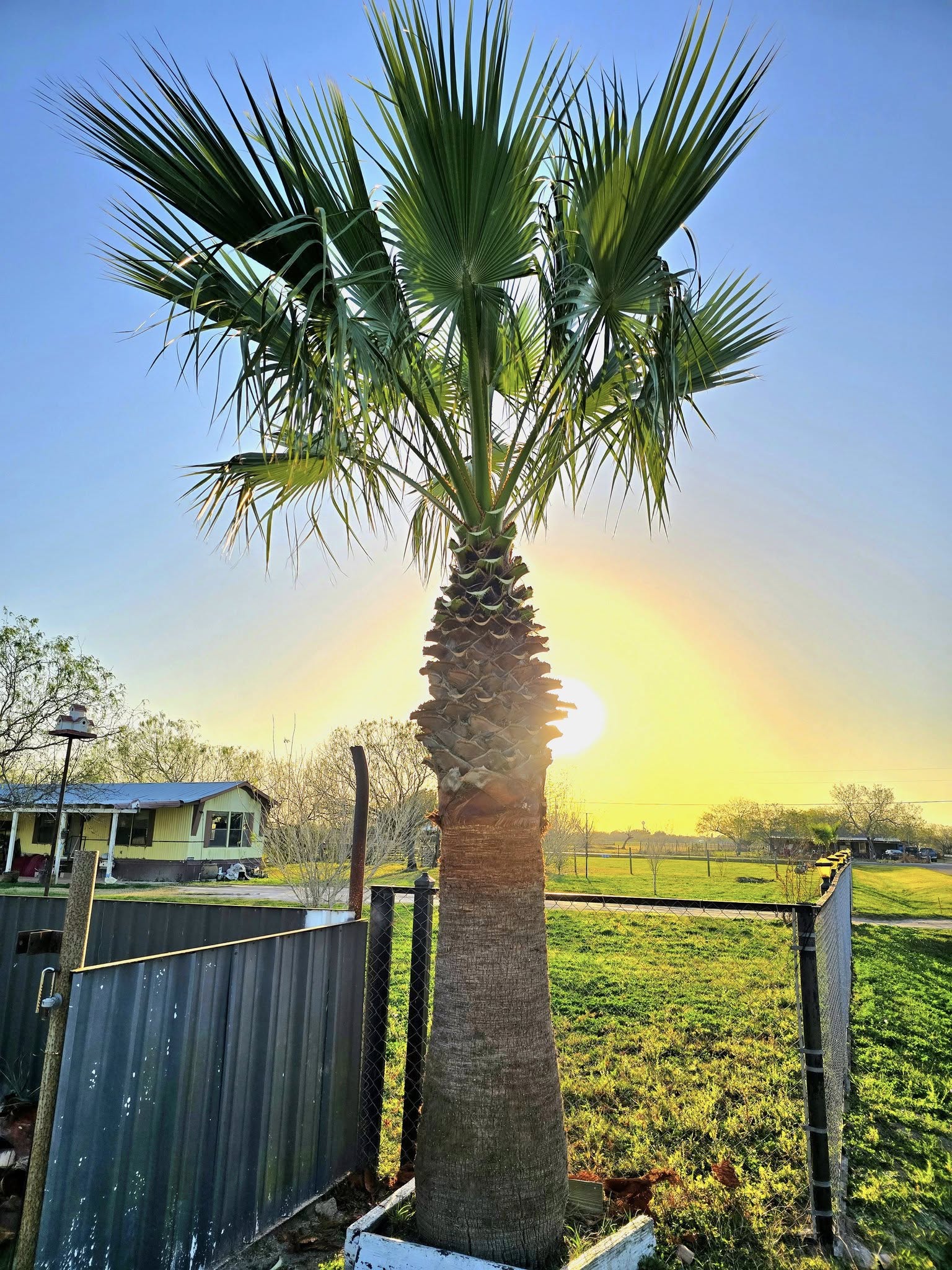  for CRM Palm & Landscaping in Rockport, TX