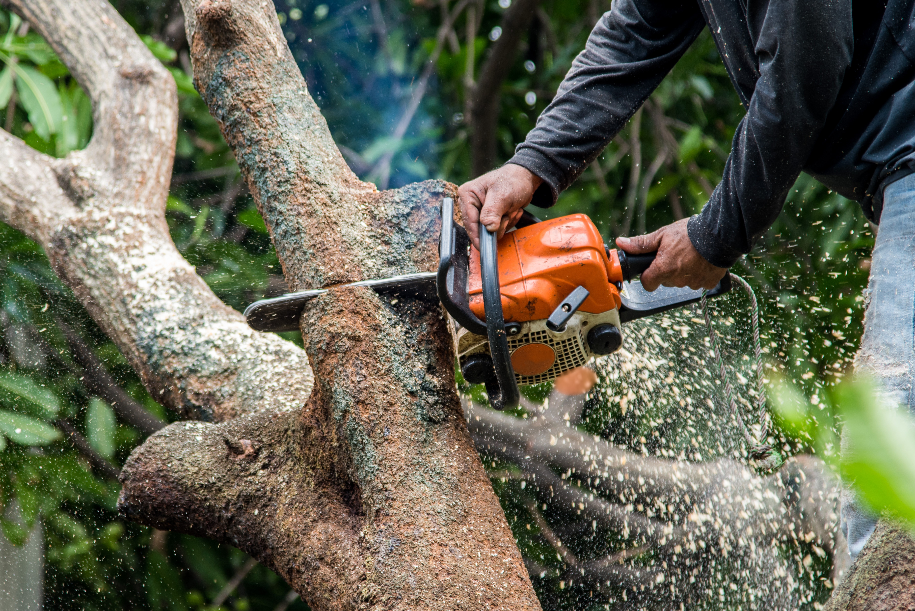  for Williams Tree Service LLC in Indianapolis, IN