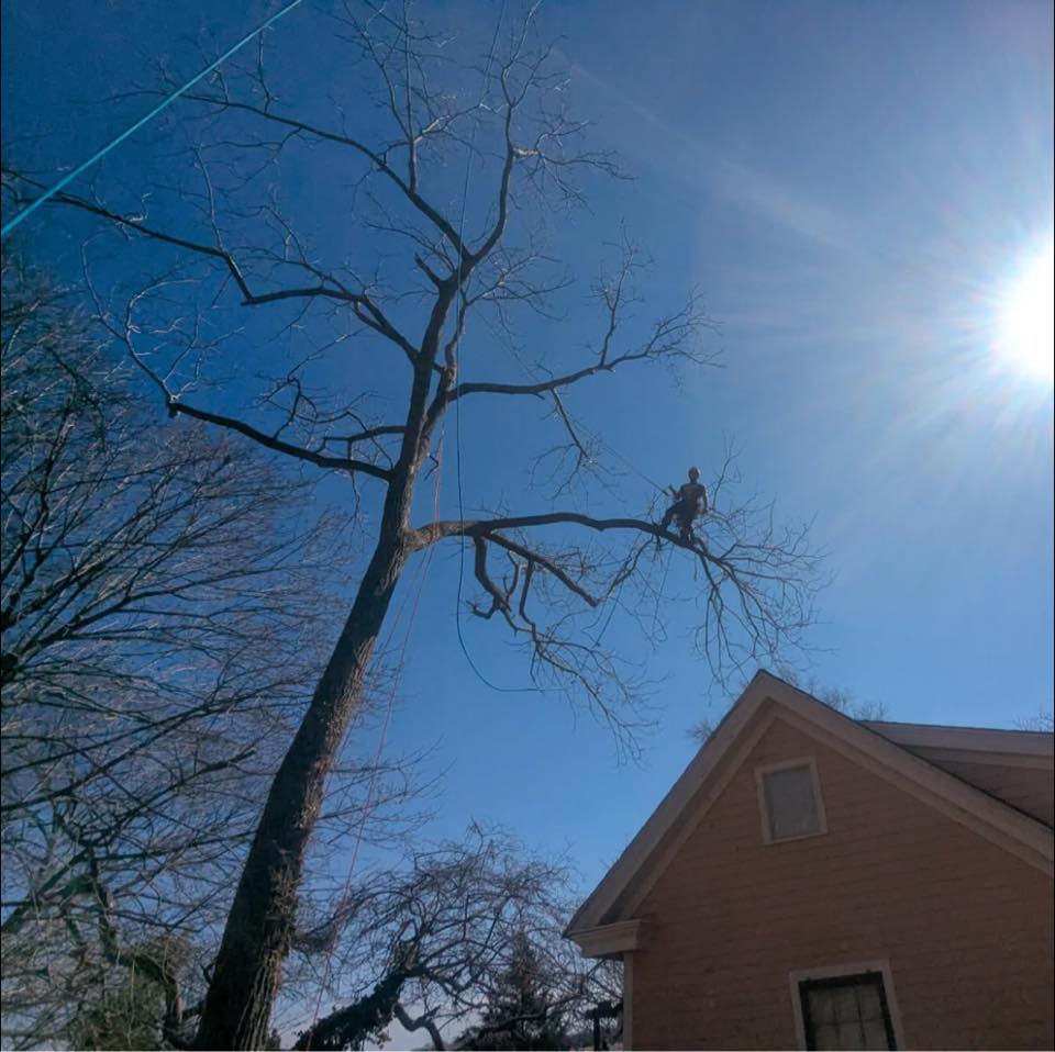 Hingewood Tree Service team in Salem, NJ - people or person