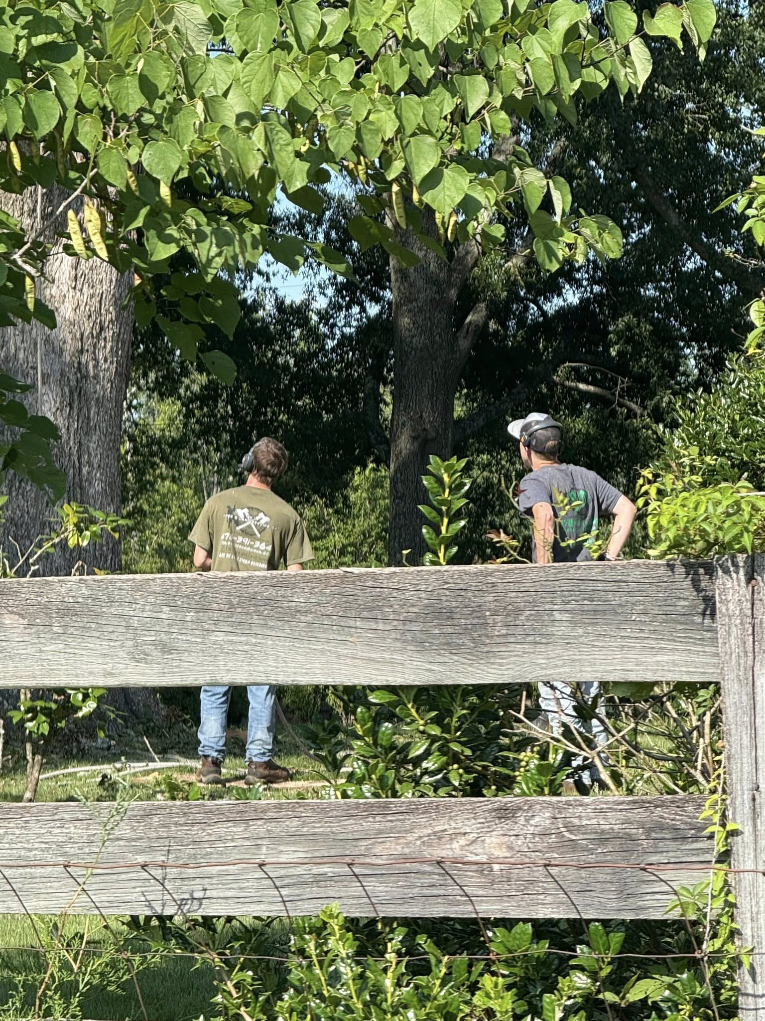  for T N L - Tree and Land Service in Reynolds, GA