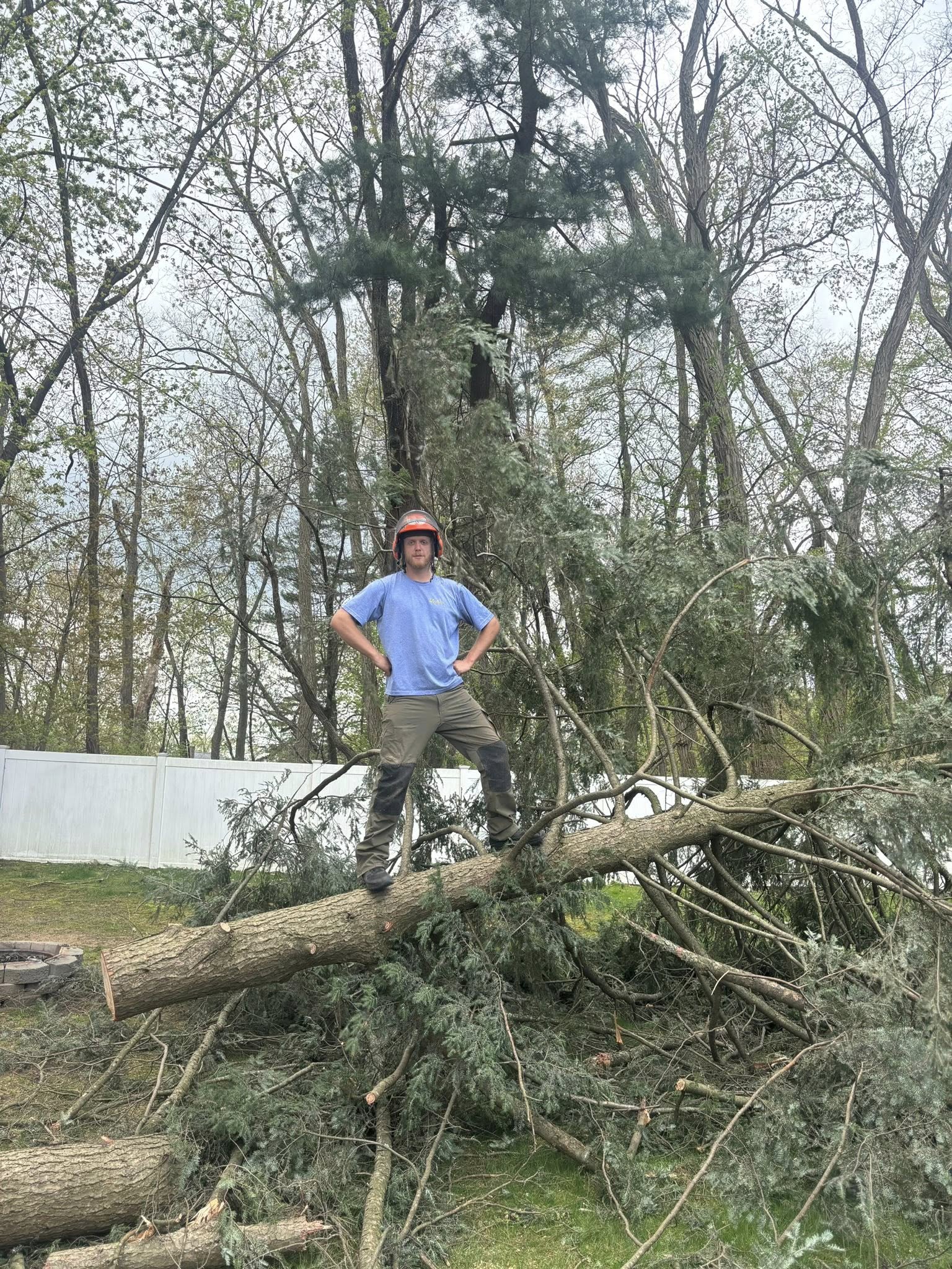  for T's Trees in Albany, NY