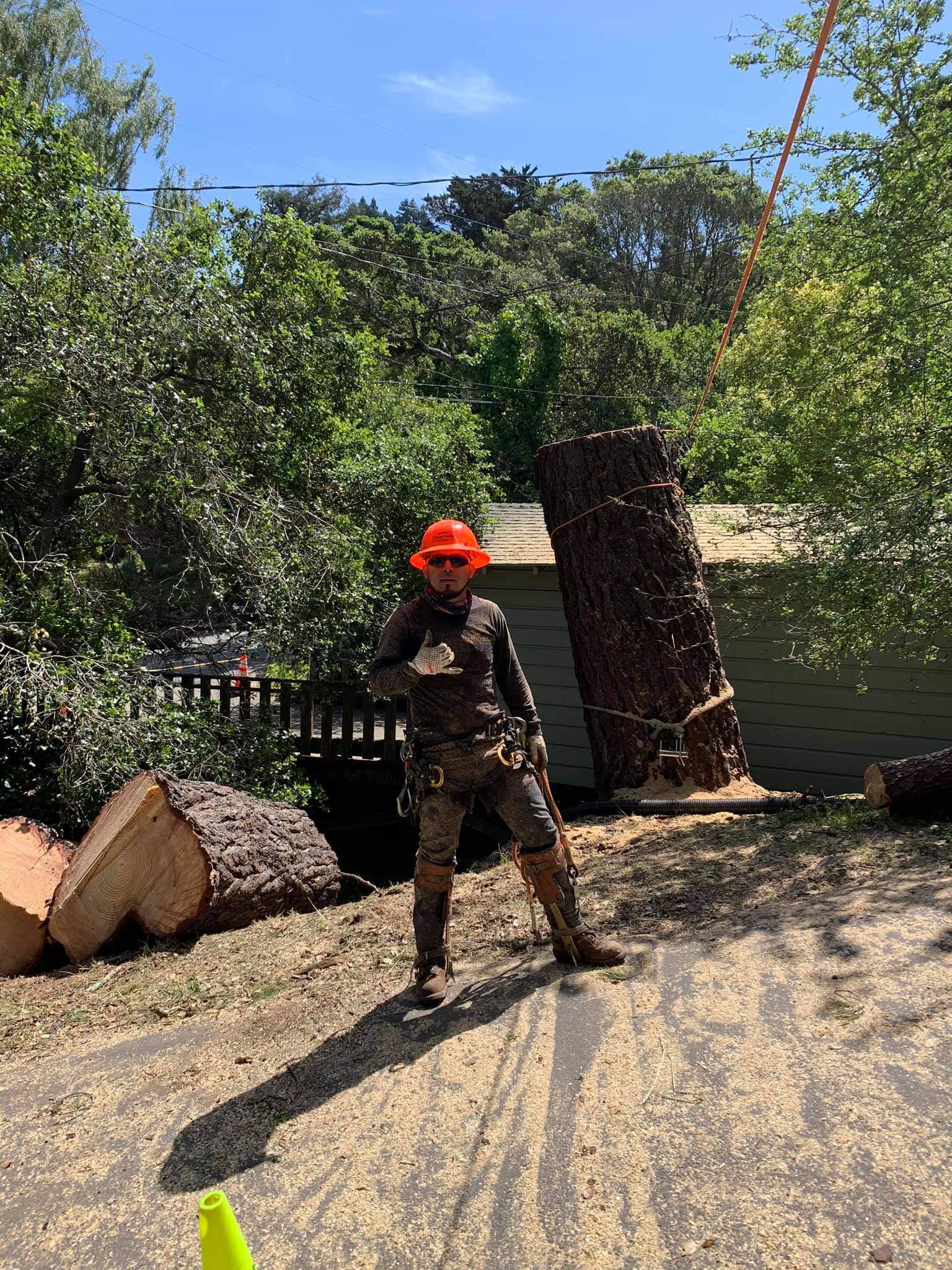  for Williams Tree Service LLC in Indianapolis, IN