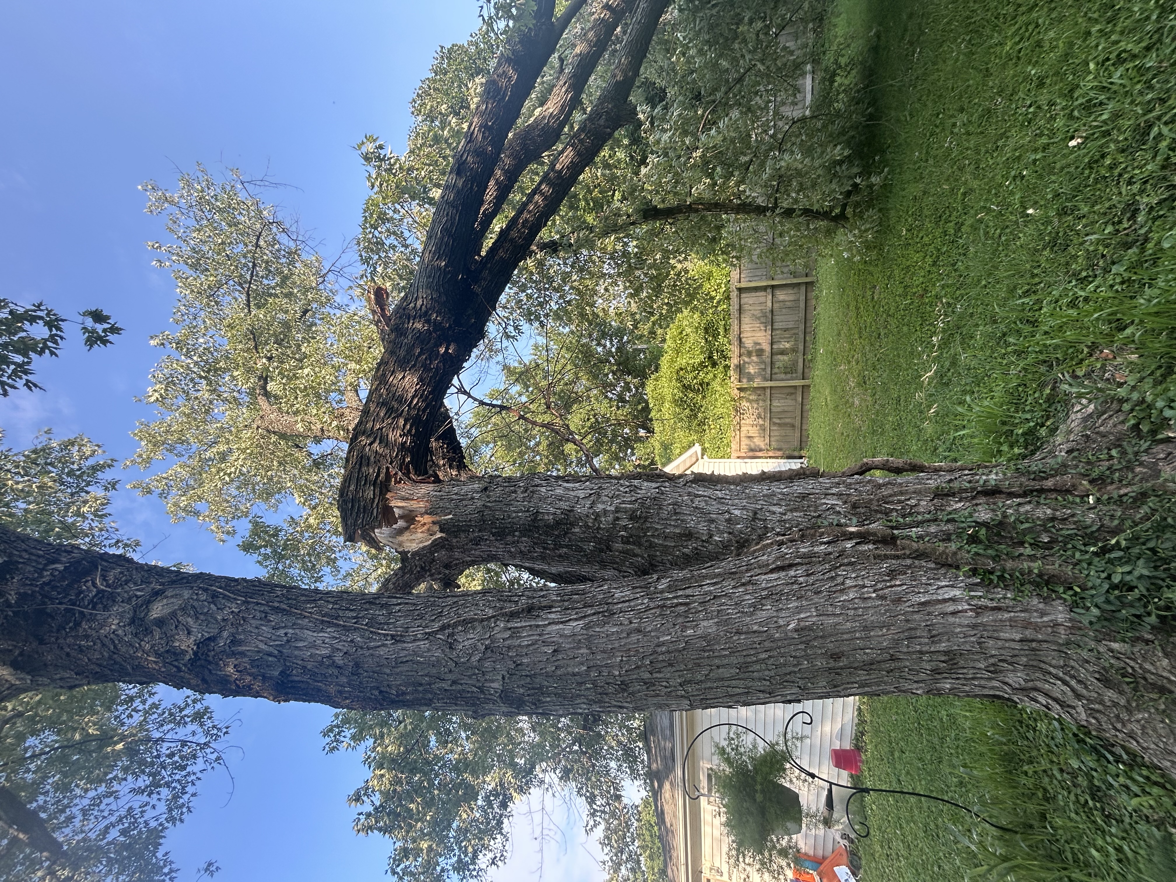  for Stinger Tree Service in Belleville, IL