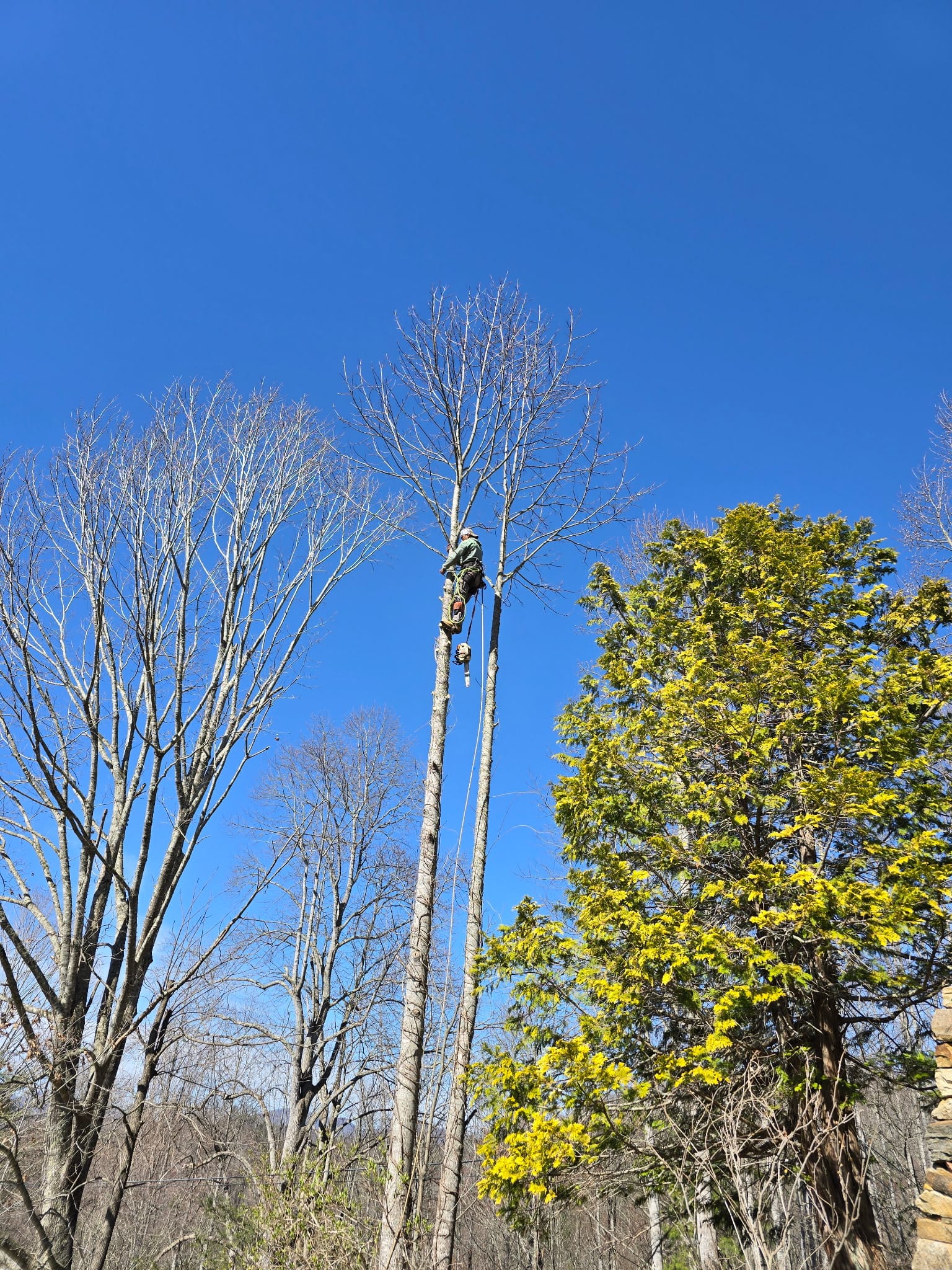  for Brothers Tree Service in Burnsville, NC