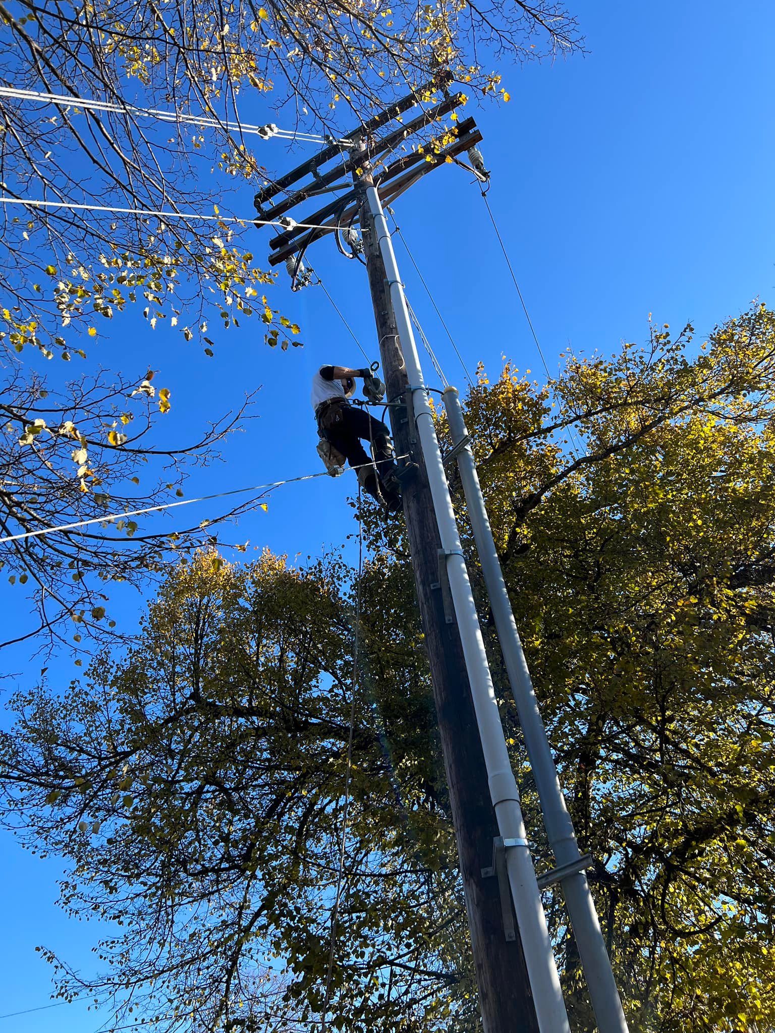Tree Service company Hammons Construction LLC in Eugene, OR