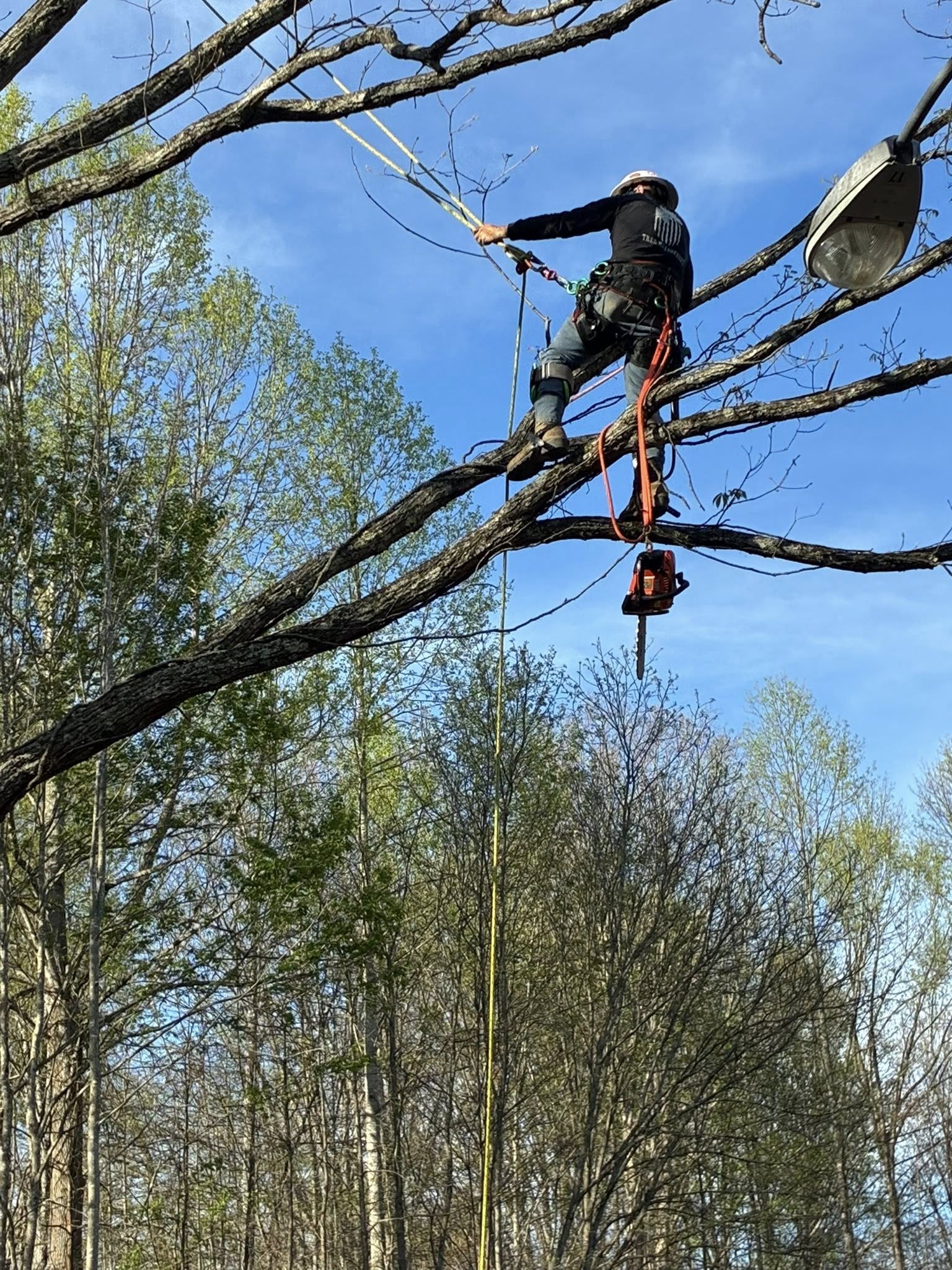  for Skys The Limit Tree Management in Morehead, KY