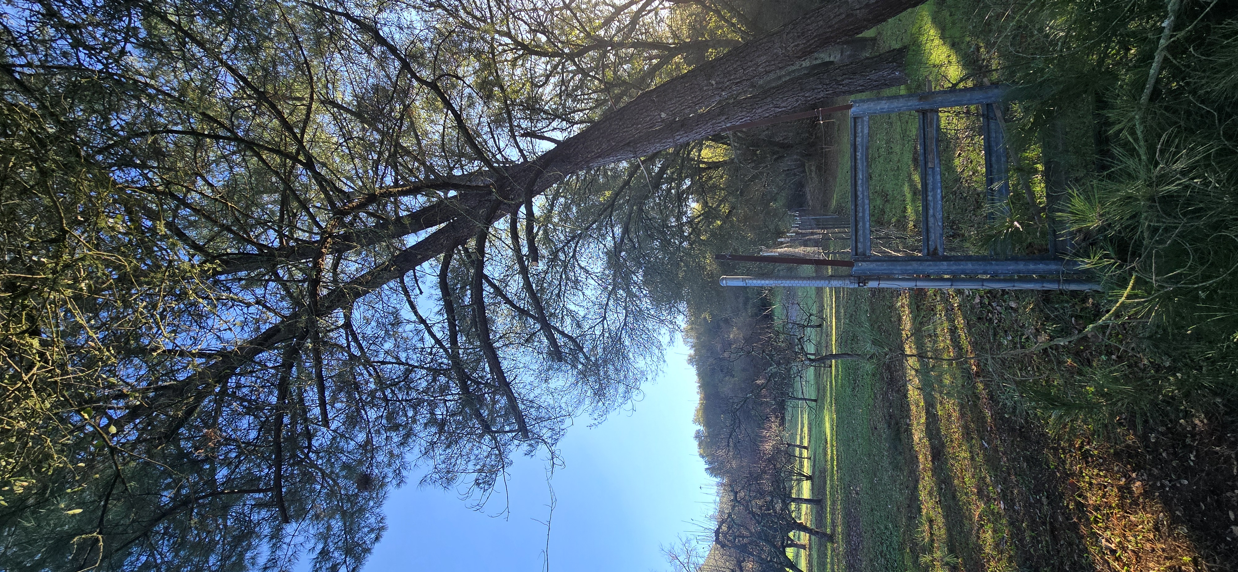  for George Staddan's Professional Tree Care in Placerville, CA