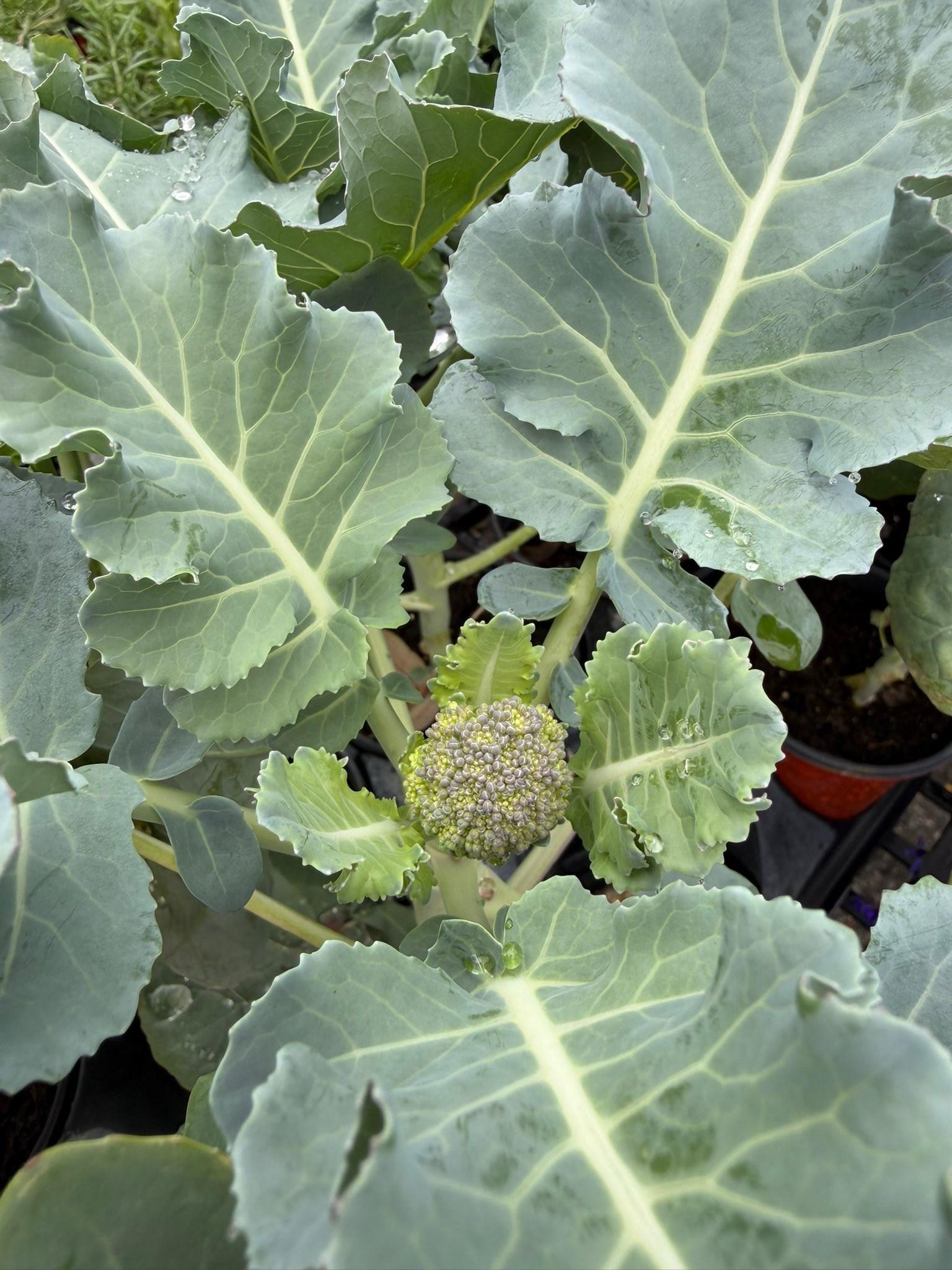  for Southern Roots Tree Farm in Crystal River, FL