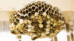 Predator Pest Control team in El Paso, TX - people or person