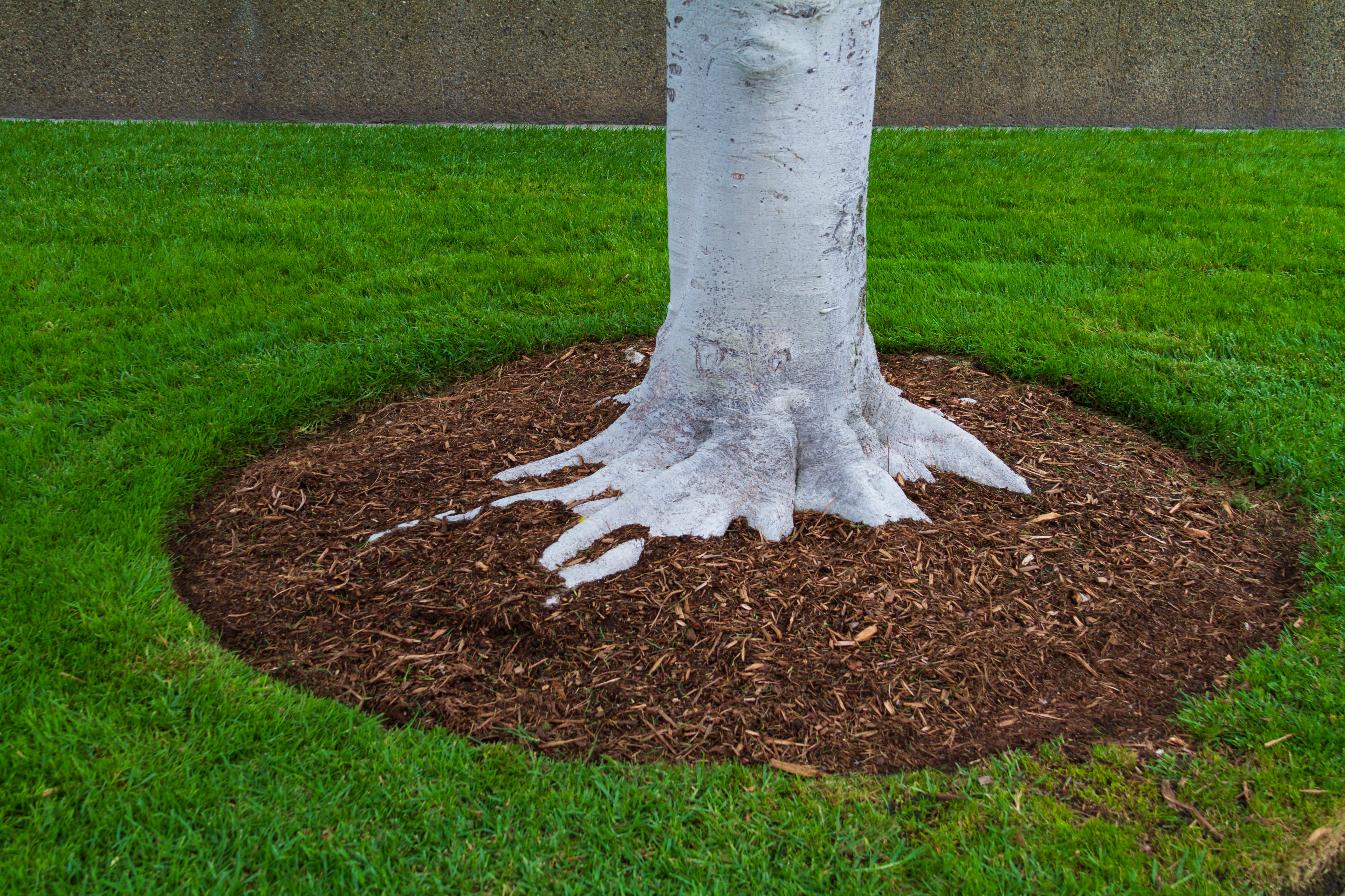  for Tru Tree Service LLC in Lecanto, FL