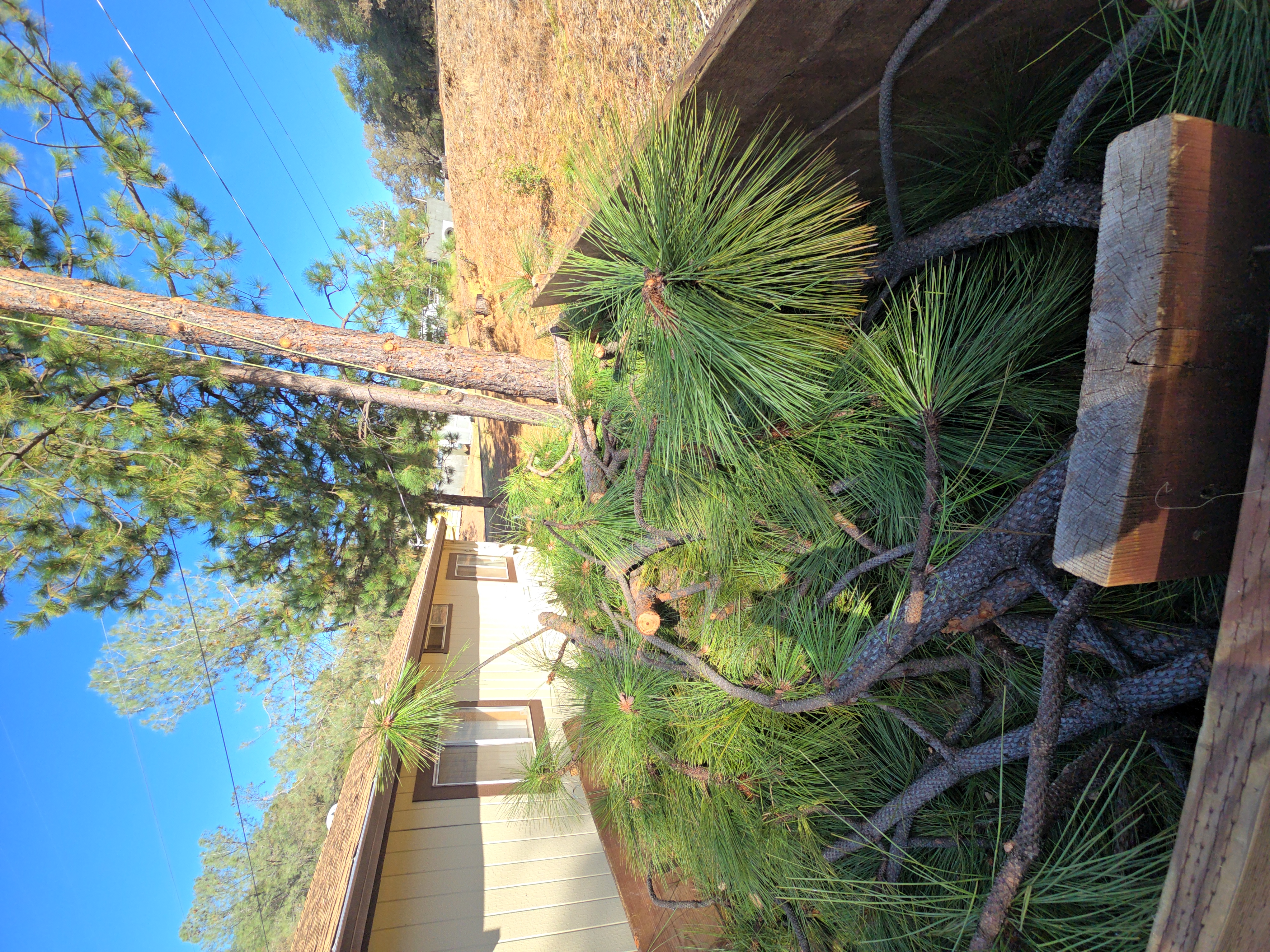  for George Staddan's Professional Tree Care in Placerville, CA