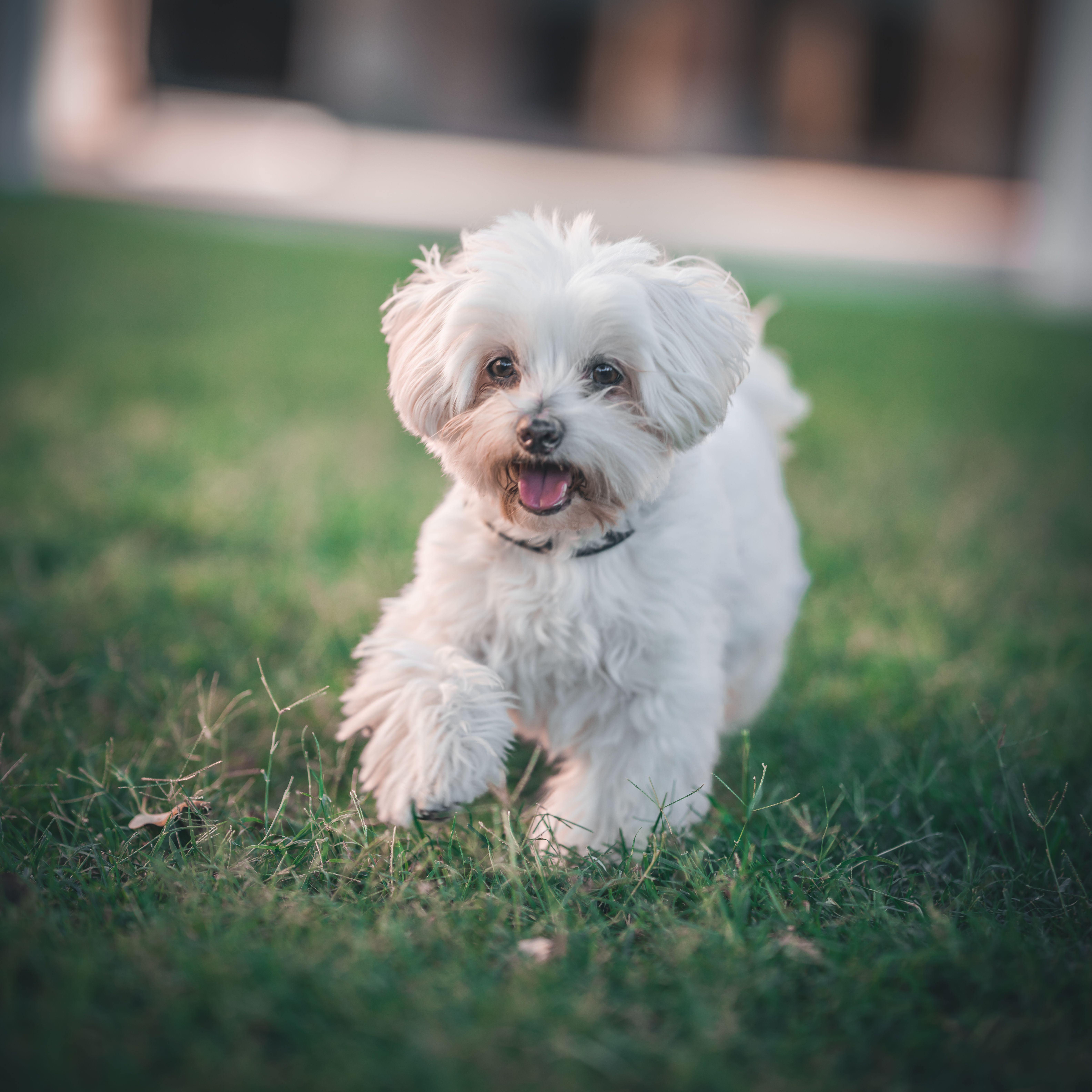 Mr. 2Solid, the Solid Ground Outdoor Living Solutions mascot