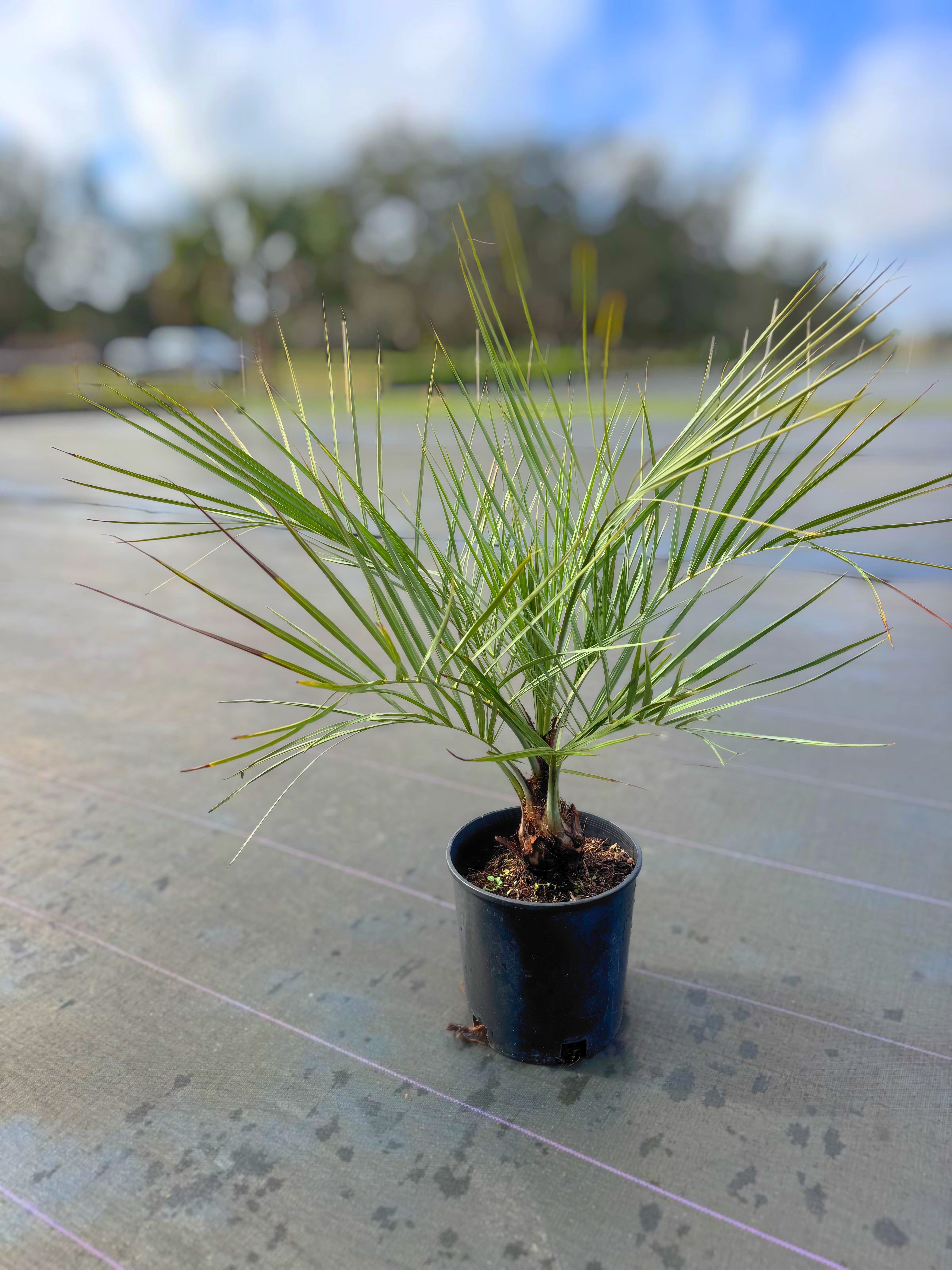  for Southern Roots Tree Farm in Crystal River, FL