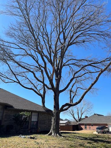  for Imber’s Tree Service LLC in Arlington, TX
