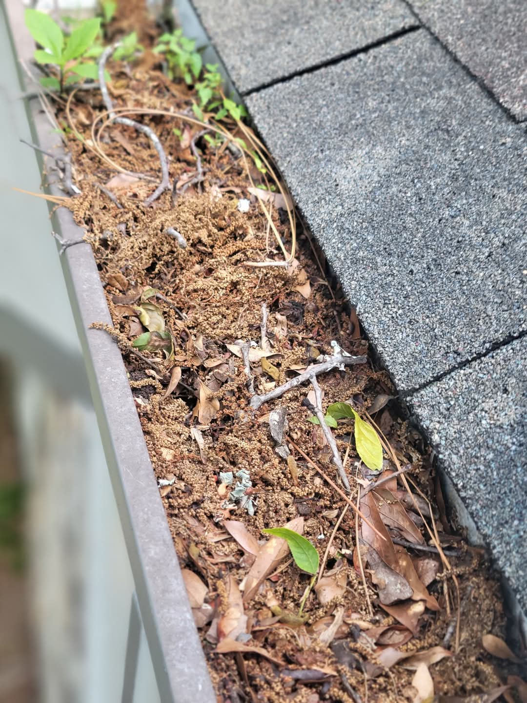  for Squeaky Clean Windows Gutters & More in Hoover, AL