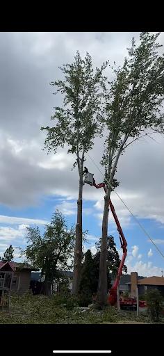  for AP Tree Service in Colbert, WA