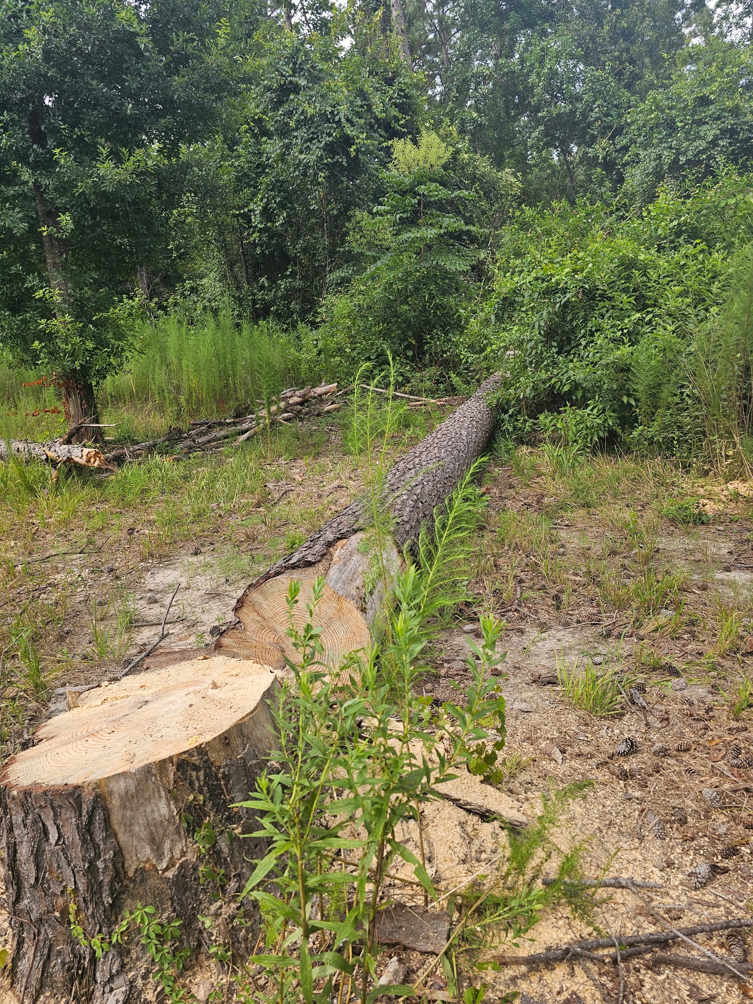 Tree Services company Breaktime Tree Trimming & Removal in Oakdale, LA