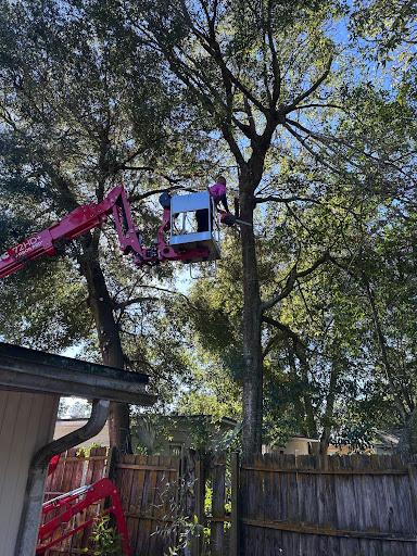  for Elite Tree & Landscape Services LLC in St. Augustine, FL