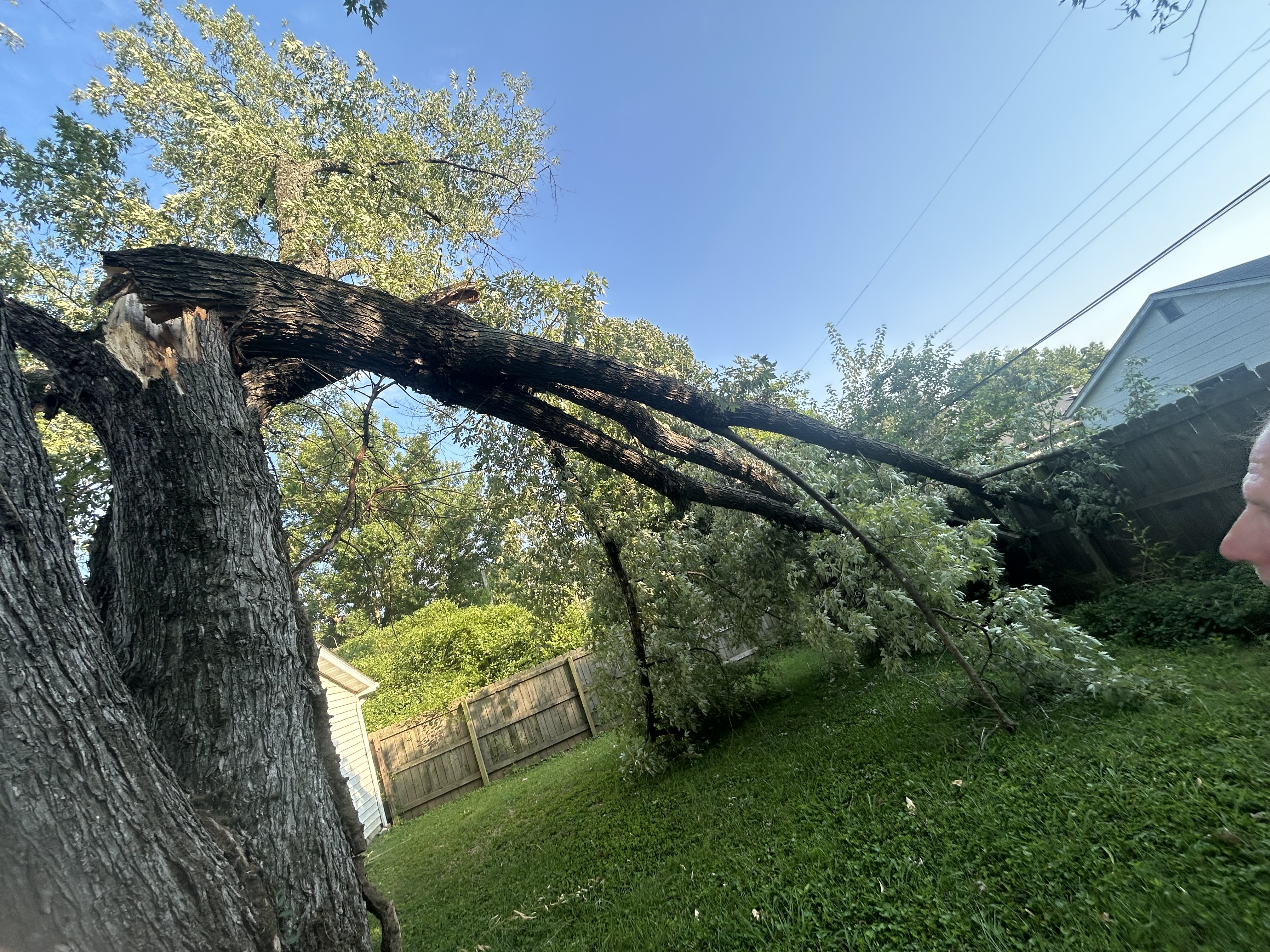  for Stinger Tree Service in Belleville, IL