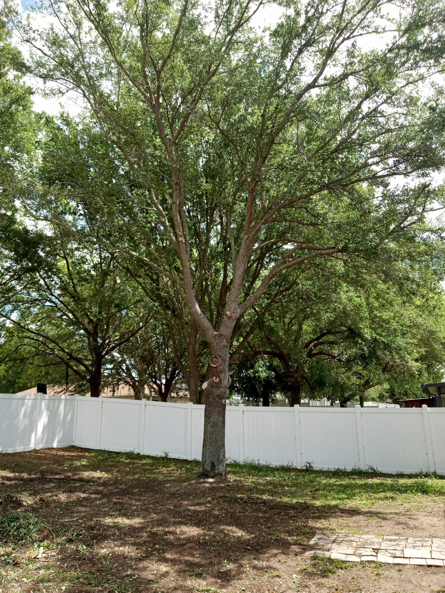  for A Southern Style Tree Service in Orlando, FL