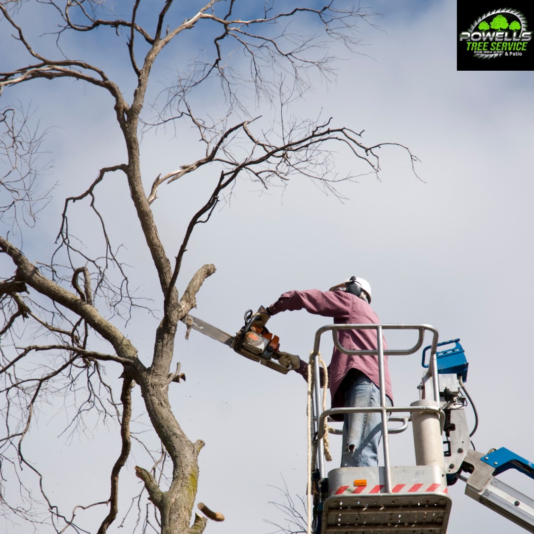 Powell Tree Service Inc.  team in Cape Cod, MA - people or person