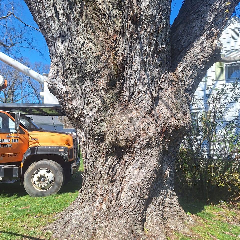 Tree Services company Mitchell's Tree Service in North Brookfield, MA
