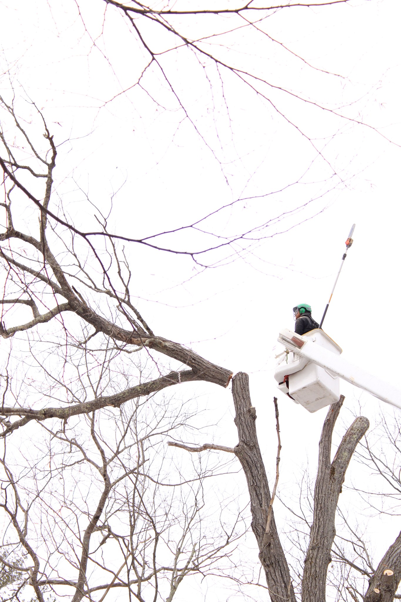 Tree Service company Redemption Tree & Landscape LLC  in Oakham, MA