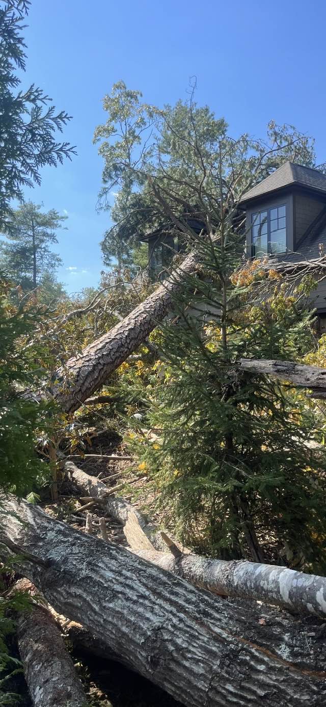  for Andy's Tree Service in Zirconia, NC