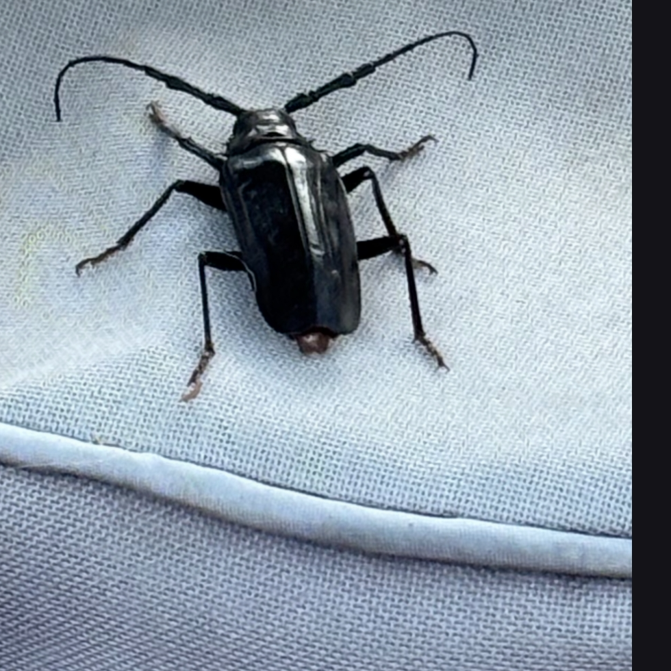  for Niko's Pest Control in Las Vegas, NV