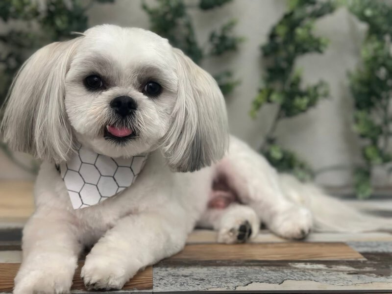  for Tails By The Lake Grooming in Branson West, MO