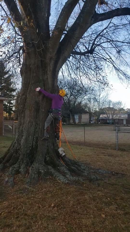  for Falcon stump grinding Tree services in Loganville, GA