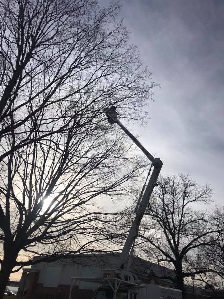  for Loockerman's Tree and Stump Removal in Dover, DE