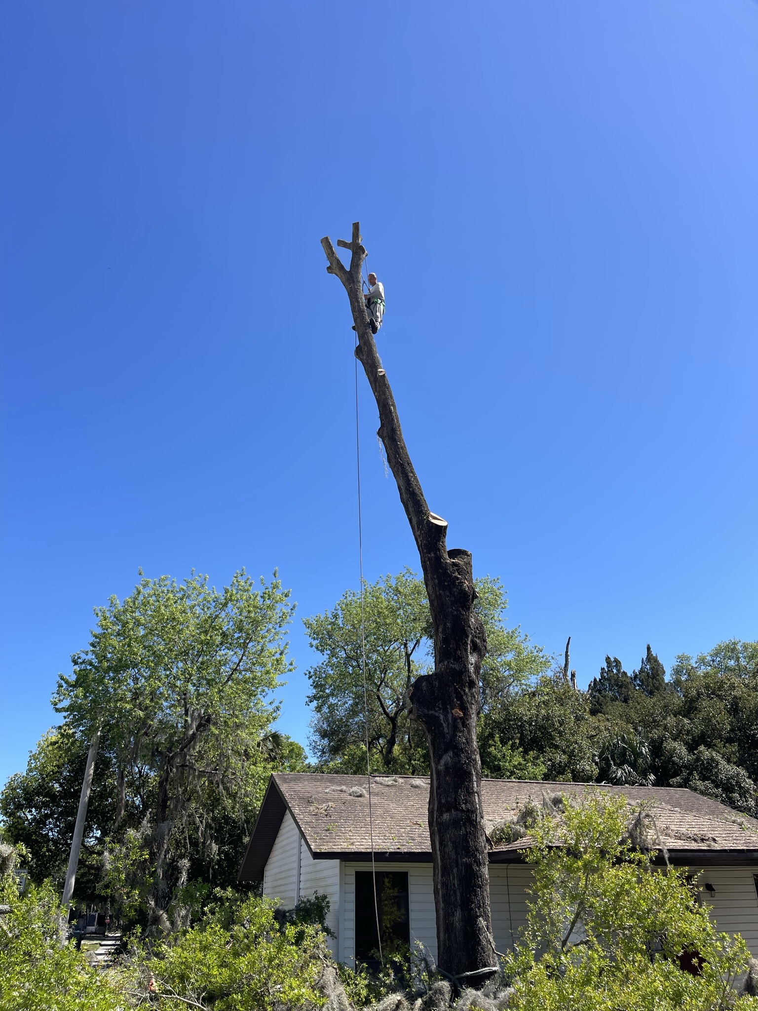  for Mr. Timber in Ocala, FL