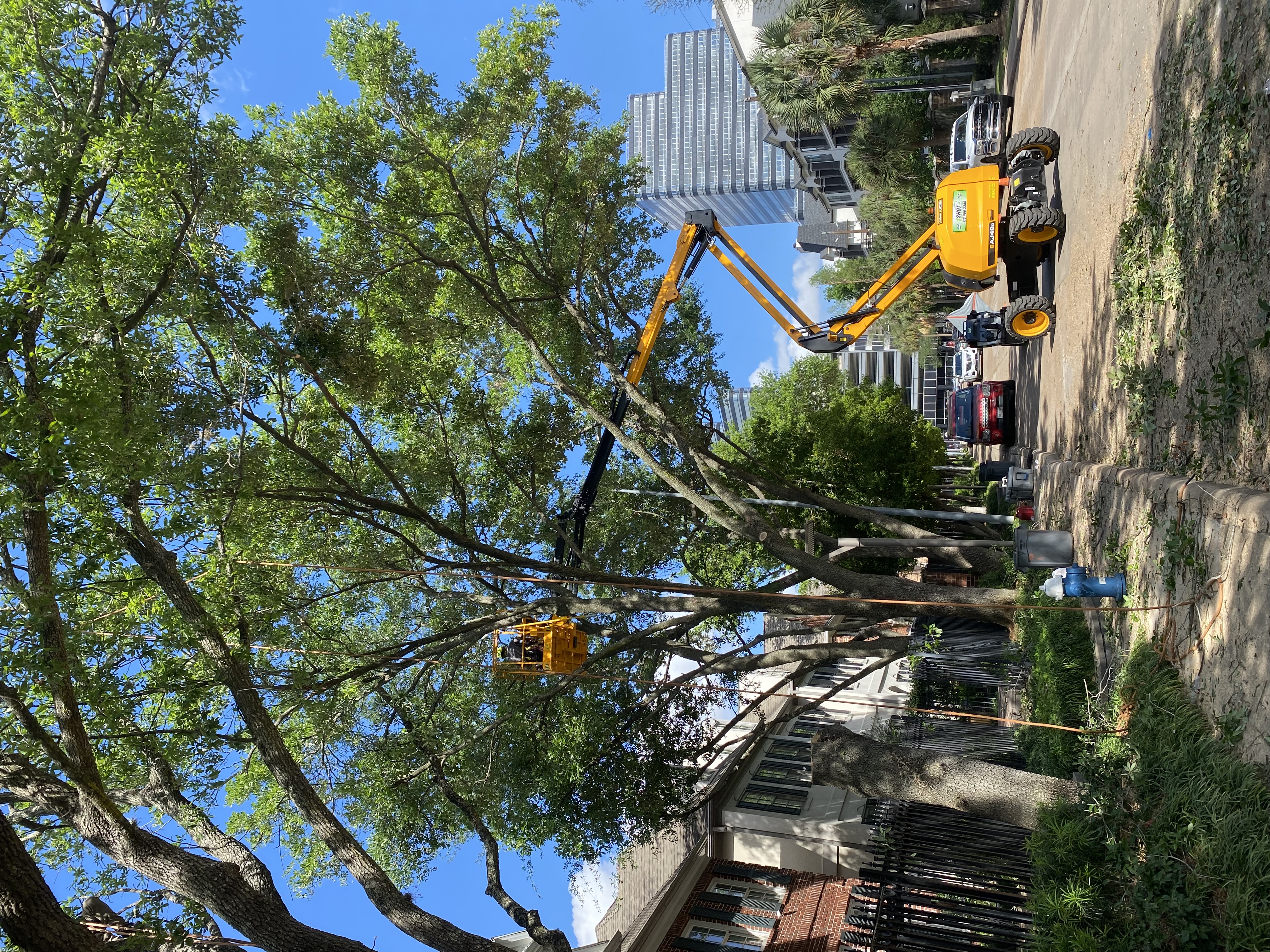  for Greenfield Tree Services in Manvel, TX