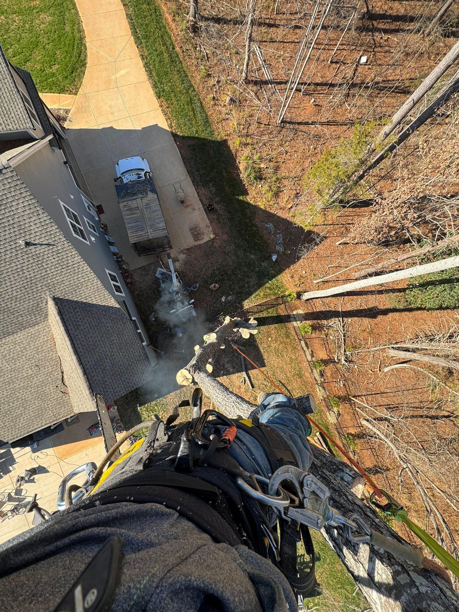  for Pedro's Tree Removal in Charlotte, NC