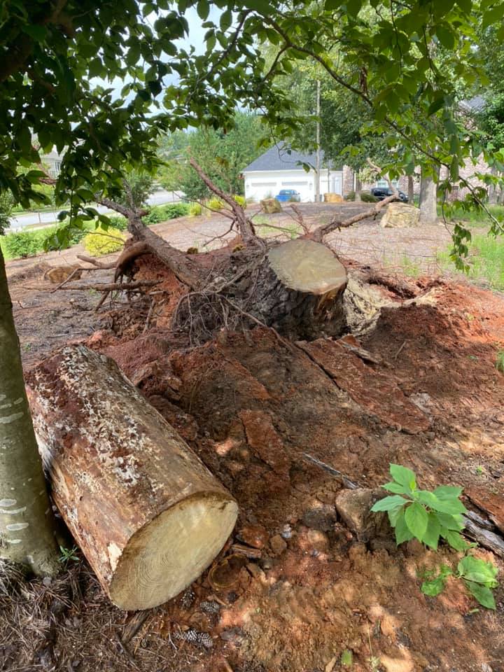  for Dozier Stump Grinding in Augusta, GA