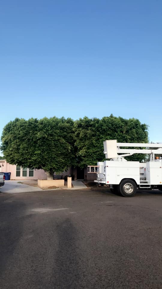  for Yuma Palms & Tree Service in Yuma, AZ