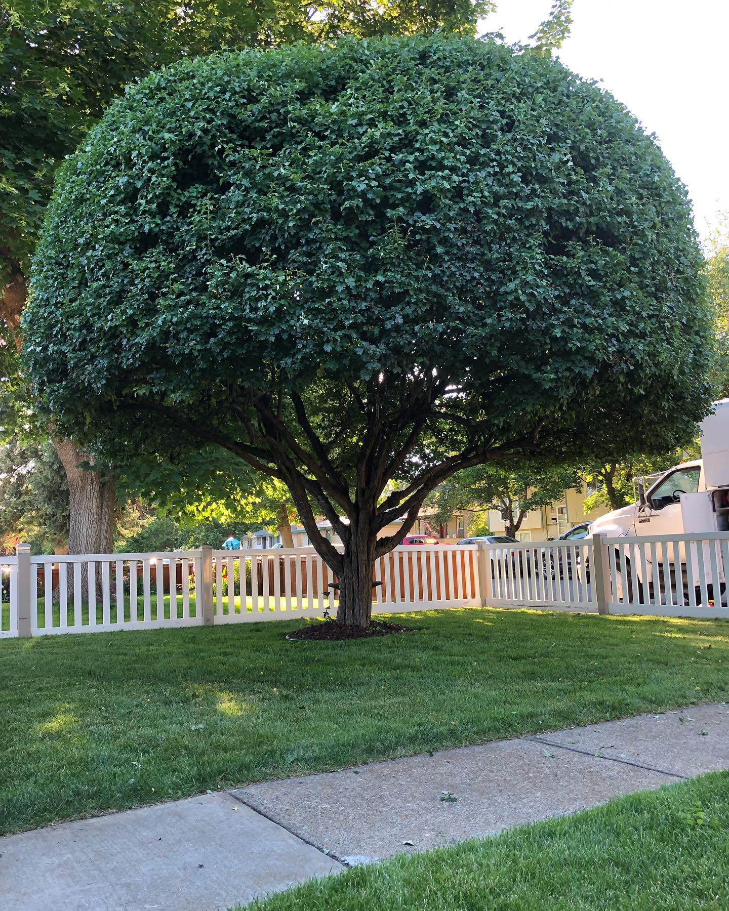  for AP Tree Service in Colbert, WA