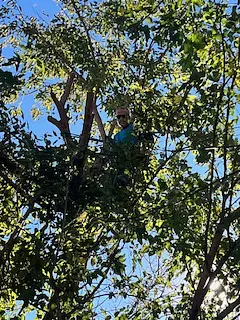  for Stinger Tree Service in Belleville, IL