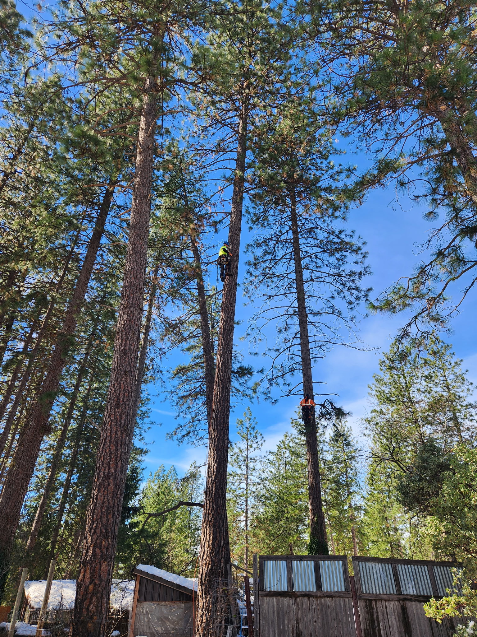  for George Staddan's Professional Tree Care in Placerville, CA