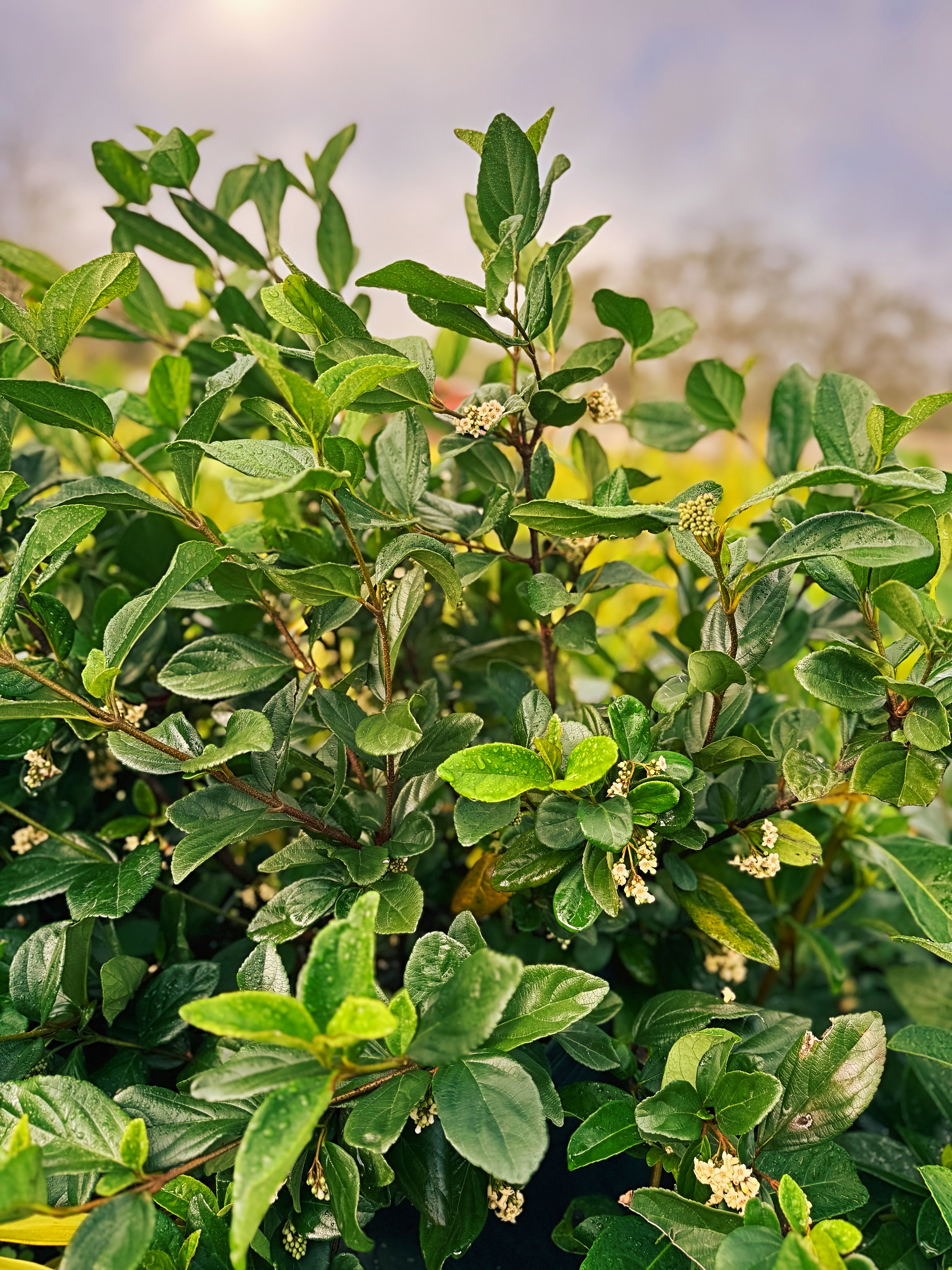  for Southern Roots Tree Farm in Crystal River, FL