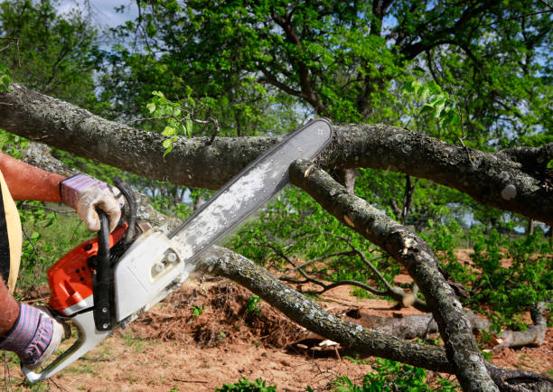  for Patriot Tree Service in Mesa, AZ