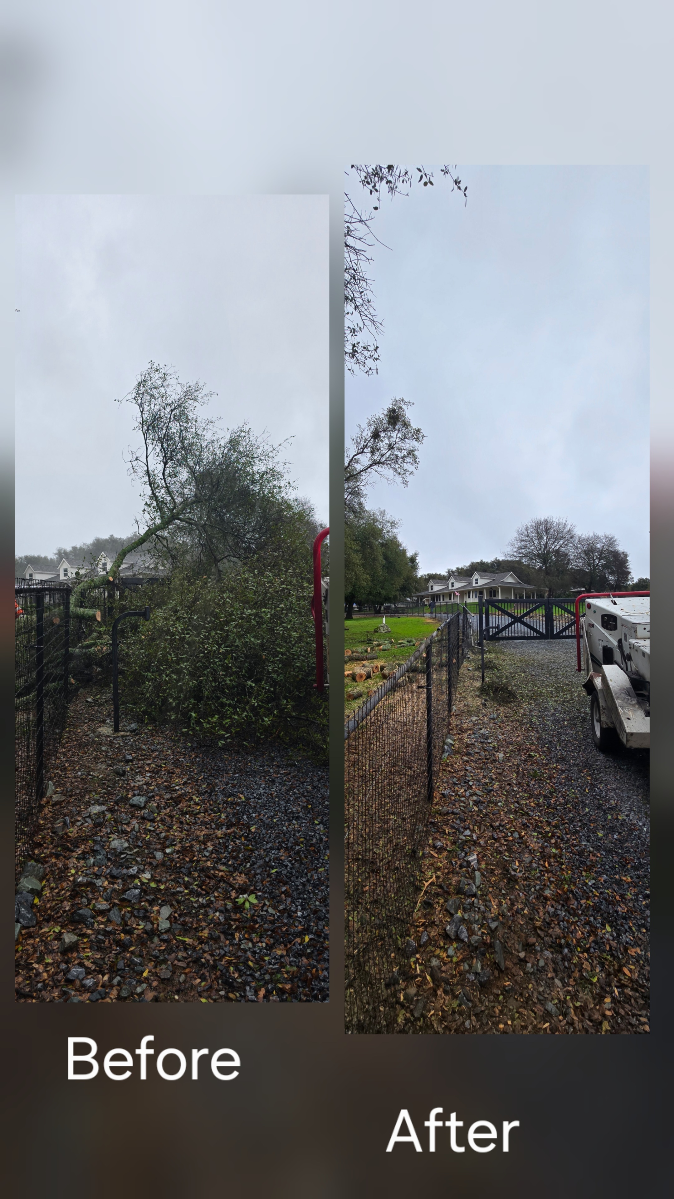  for George Staddan's Professional Tree Care in Placerville, CA