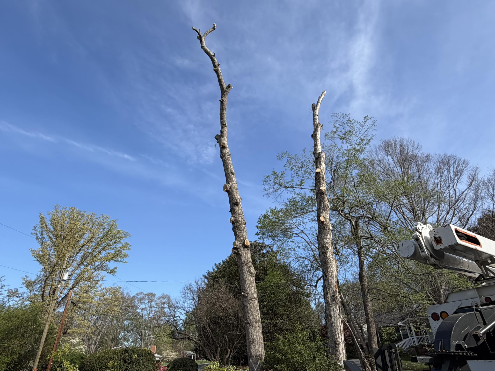  for ABC Tree Service in Dobson, NC