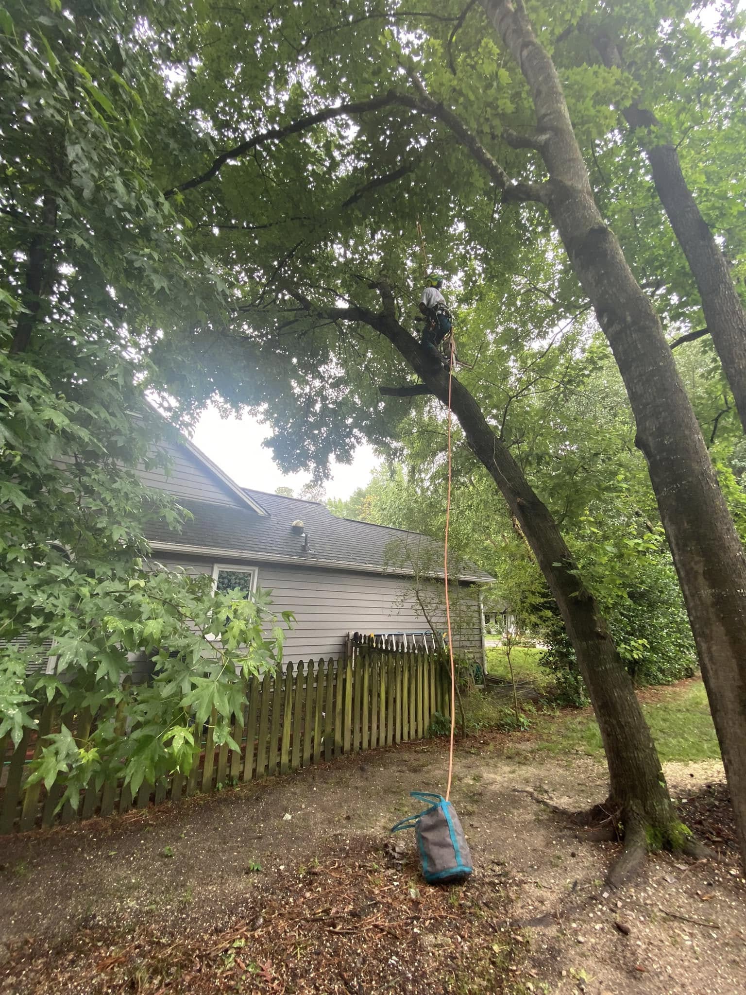 Tree Services company MTJ Tree Removal LLC in Zebulon, NC