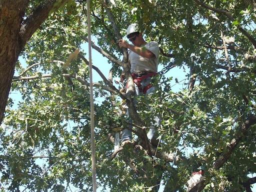  for TLC Professional Tree Service in Bedford, TX