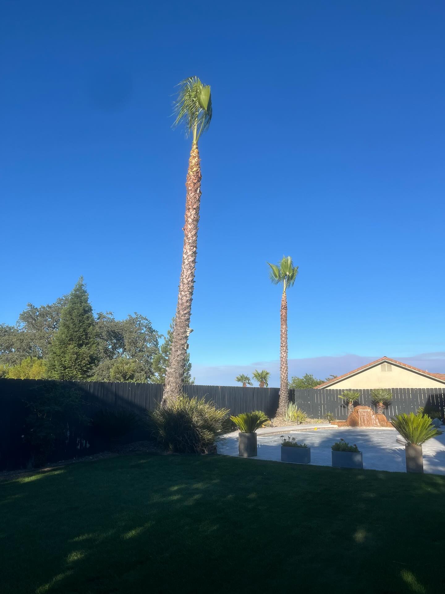 tree services company A1 Junk & Tree Solutions, LLC in Paso Robles, CA