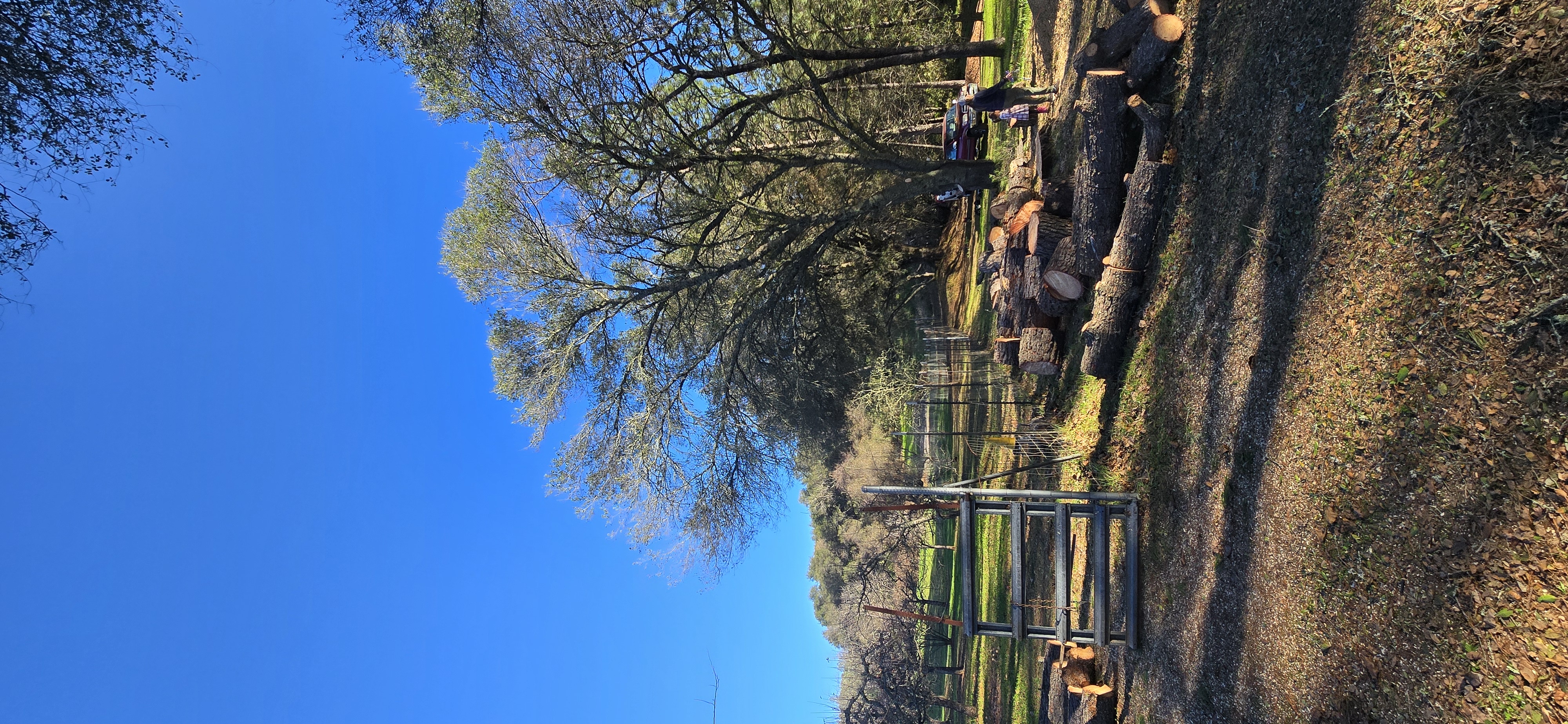  for George Staddan's Professional Tree Care in Placerville, CA