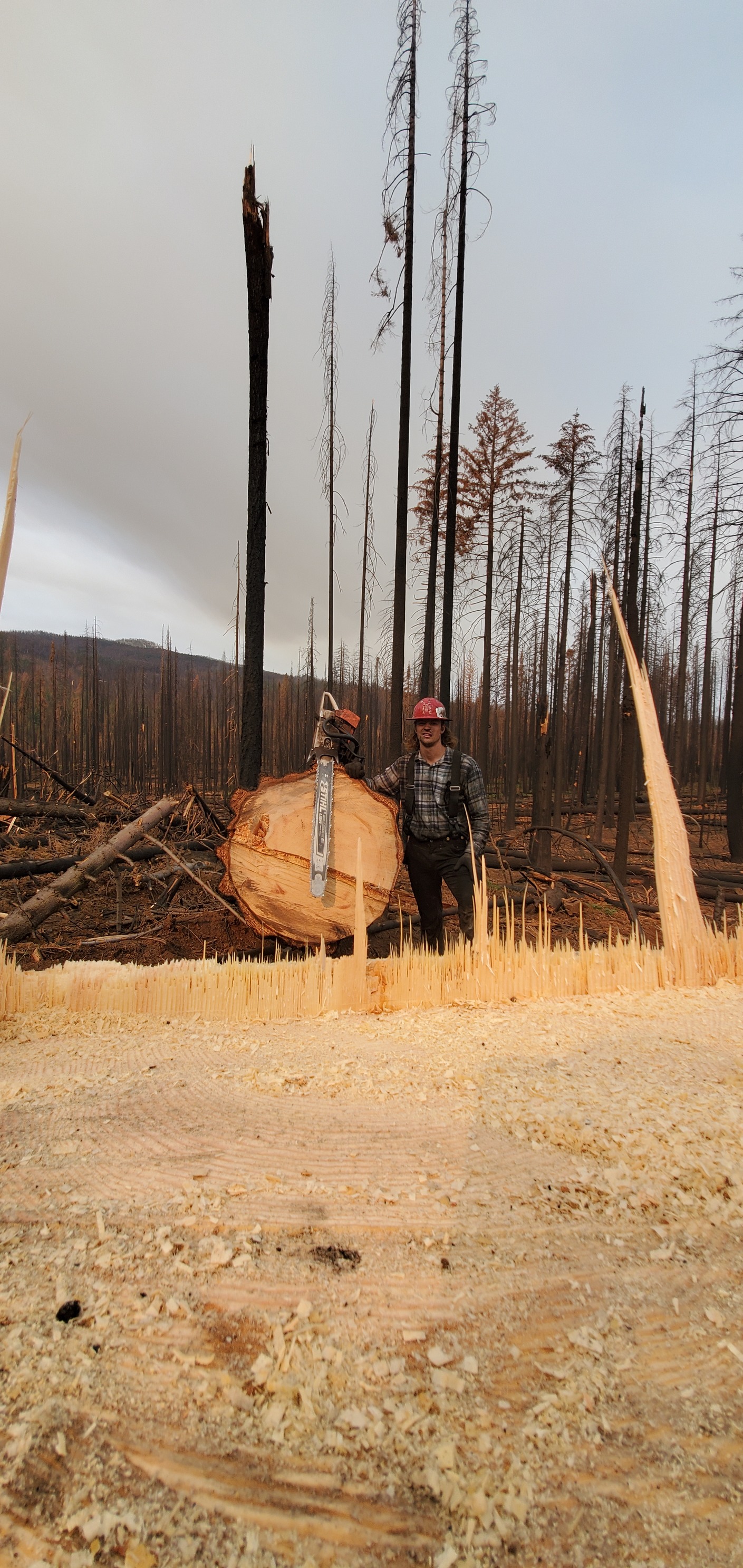  for StockPro Tree Specialists in Show Low, AZ