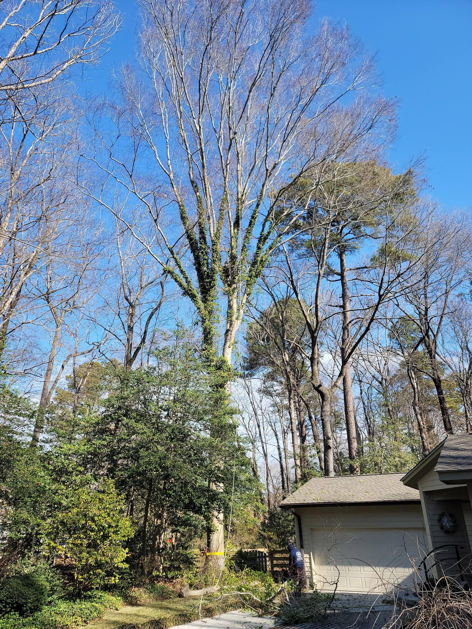  for Integrity Tree and Landscaping in Lynchburg, VA